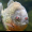 Sparrow